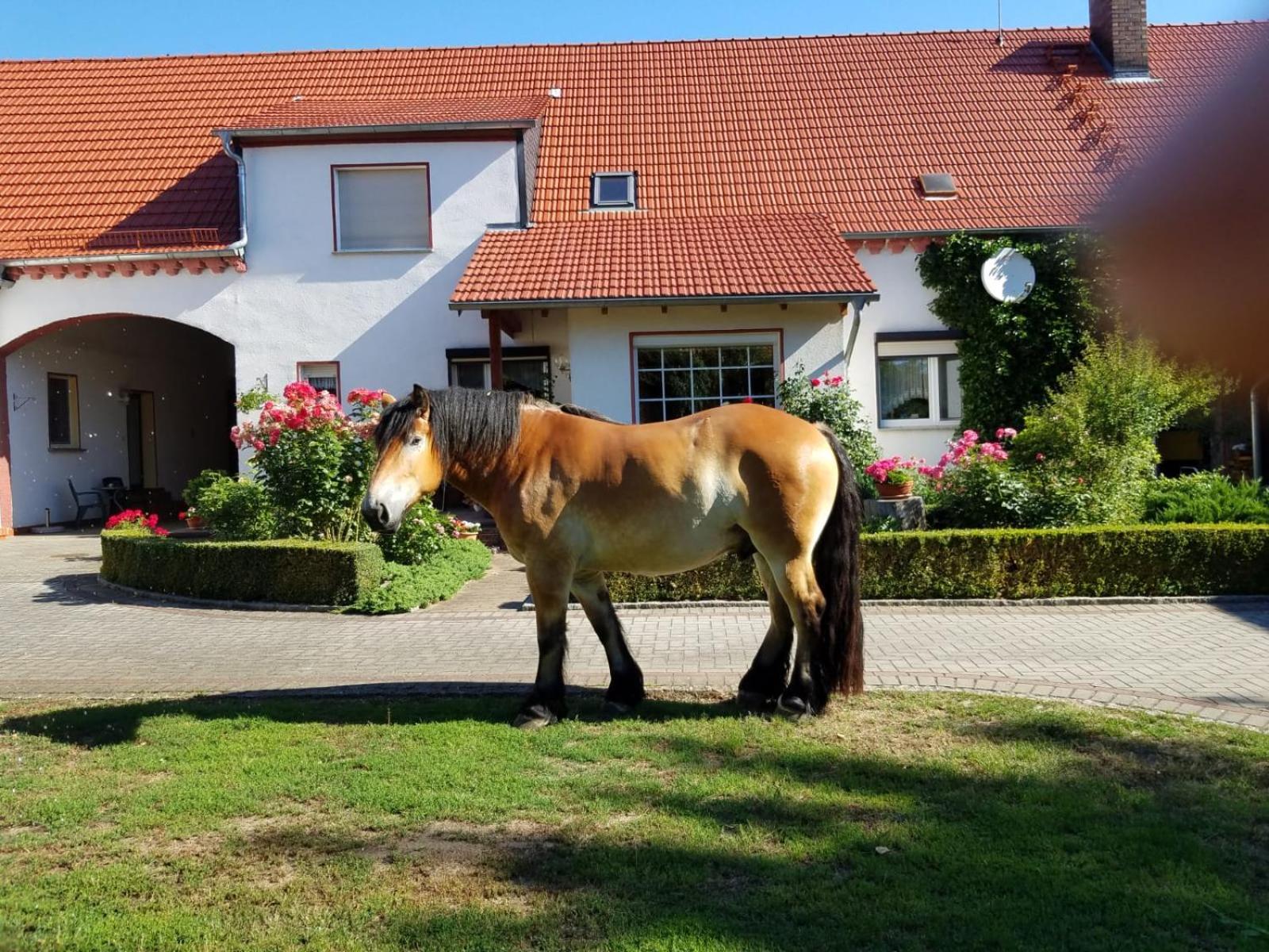 Top-Moderne Ferienwohnung Und Apartments Auf Frueherem Wunderschoenen Bauernhof Im Elbe-Elster-Kreis In Brandenburg Bei Herzberg-Elster, Schoenewalde, Holzdorf Ngoại thất bức ảnh